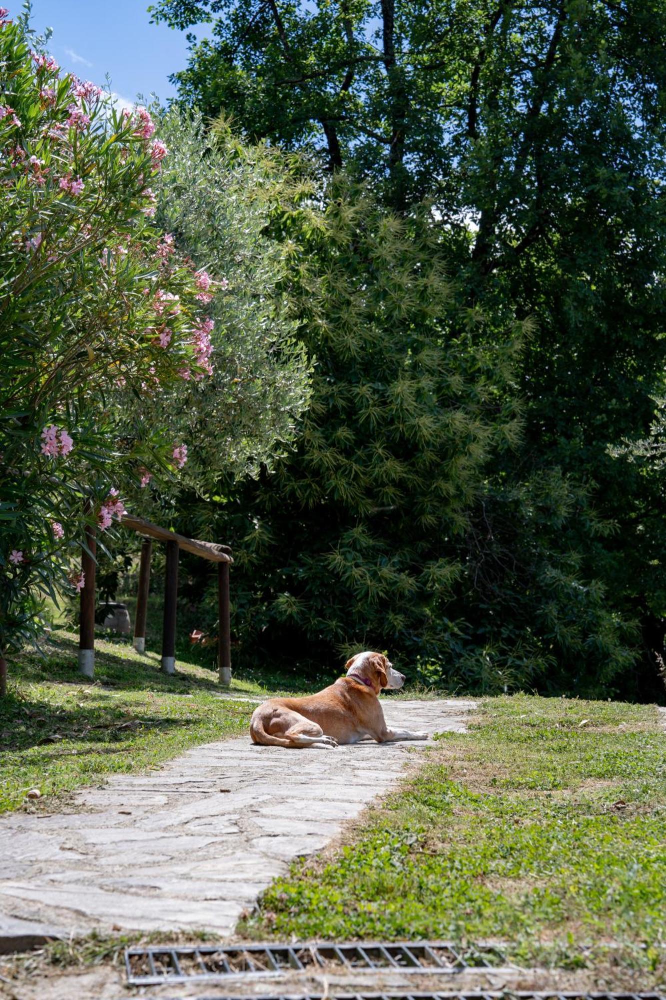 Agriturismo I Due Ghiri - Cinque Terre Calice al Cornoviglio エクステリア 写真