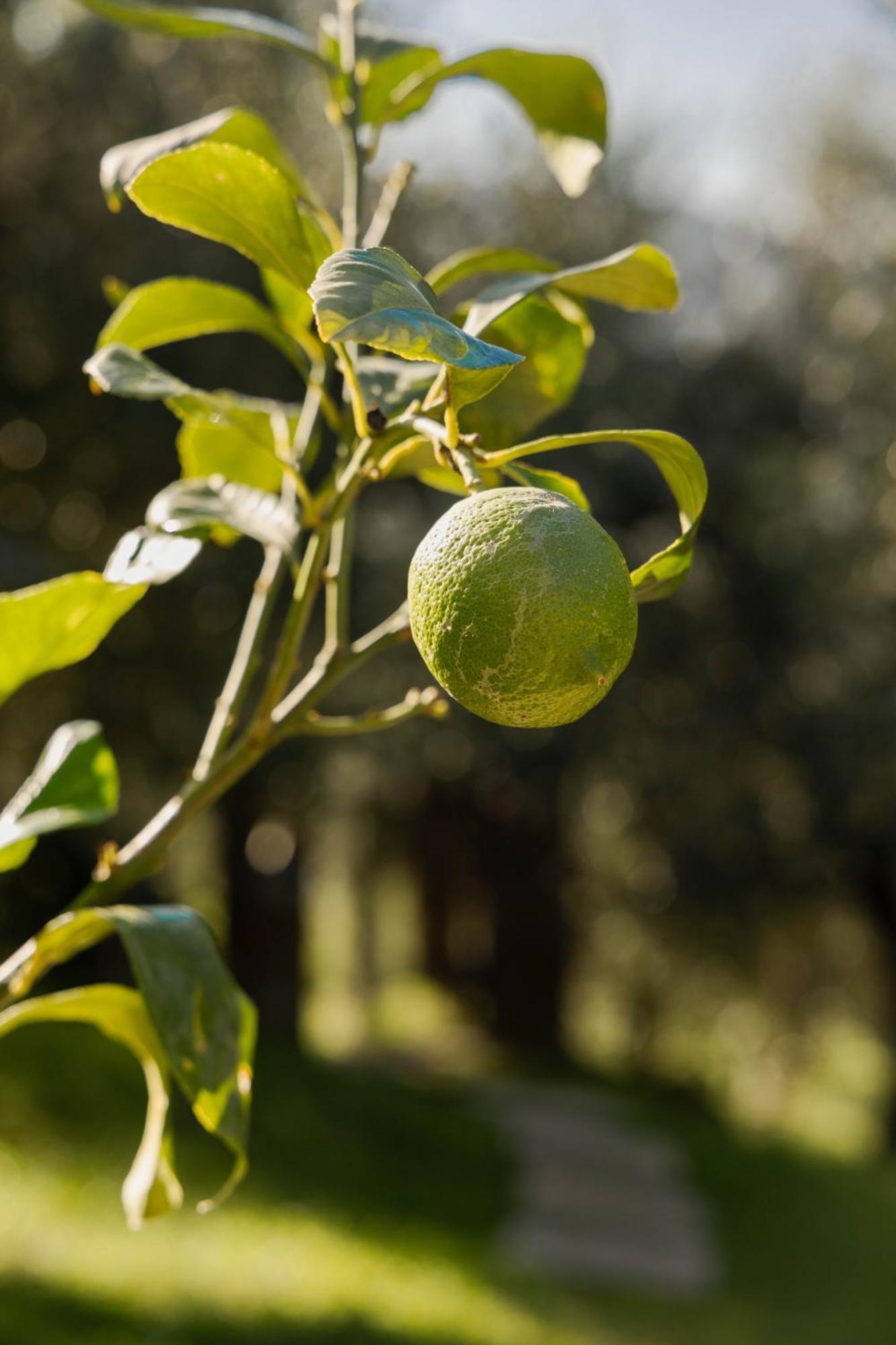 Agriturismo I Due Ghiri - Cinque Terre Calice al Cornoviglio エクステリア 写真